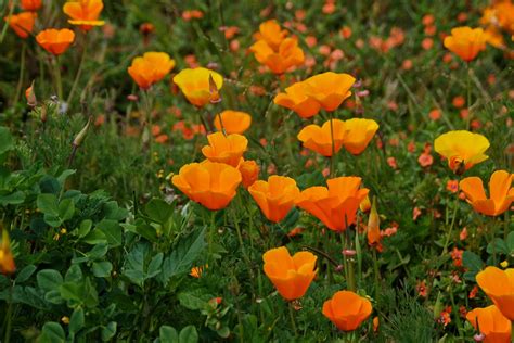 What Is The Flower Of San Francisco?