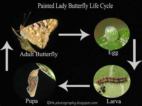 What Is The Life Cycle Of A Painted Lady?