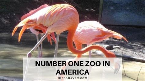 What is the number 1 free zoo in America?