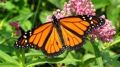 What Is The Rarest Color For A Monarch Butterfly?