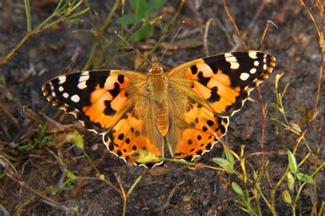 What Is The Red Liquid In The Painted Lady Butterfly?