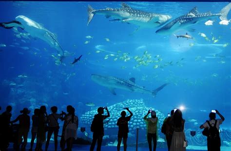 What is the world's best aquarium?