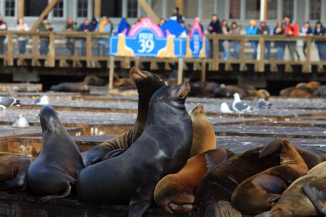 What Months Are Sea Lions At Pier 39?