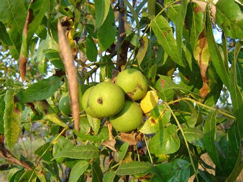 What Nut Is Only Grown In California?