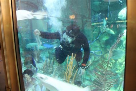 What time is feeding at the Shedd Aquarium?