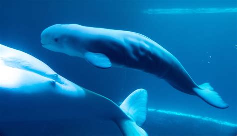 What time is the beluga whale show at Shedd Aquarium?