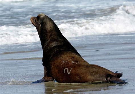 What Time Of Day Are Sea Lions Most Active?