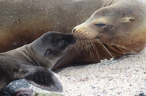 What Time Of Day Can You See Sea Lions?