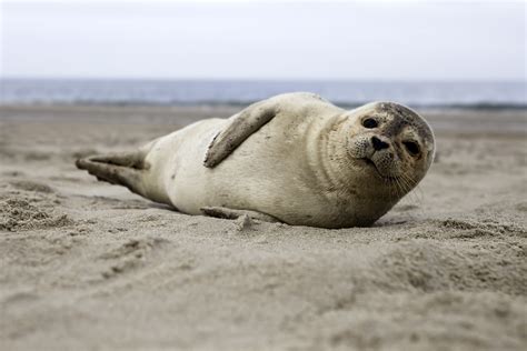 What Time Of Day Do Seals Come To Shore?