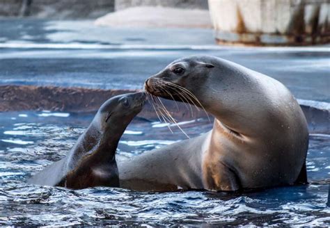 What Time Of Day Is Best To See Sea Lions?