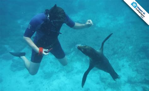 What To Do If A Sea Lion Approaches You?