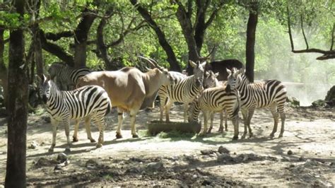 What Zoo Has The Most Animals In California?