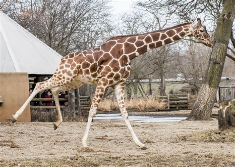 What Zoo In The U.s. Has The Most Giraffes?