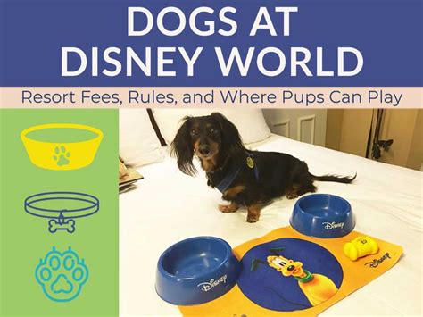 Where are dogs allowed at Disney?