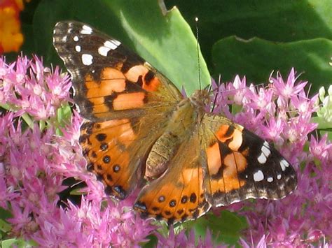 Where Do Painted Lady Butterflies Live In The Us?