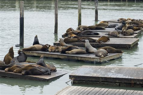 Where Do Seals Hang Out In San Francisco?