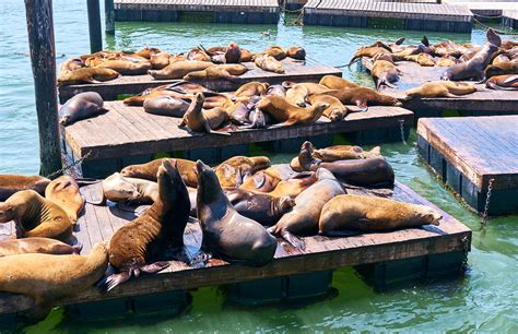 Where Is The Best Place To See Sea Lions In San Francisco?