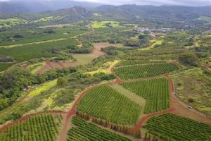 Where Is The Largest Coffee Farm In The US? – Road Topic