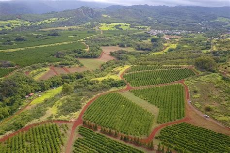 Where is the largest coffee farm in the US?