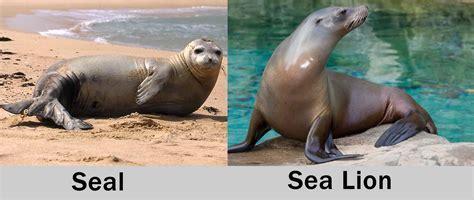 Which Is More Aggressive Seal Or Sea Lion?