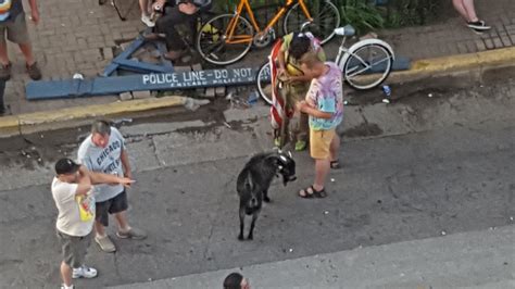 Who brought a goat to Wrigley Field?