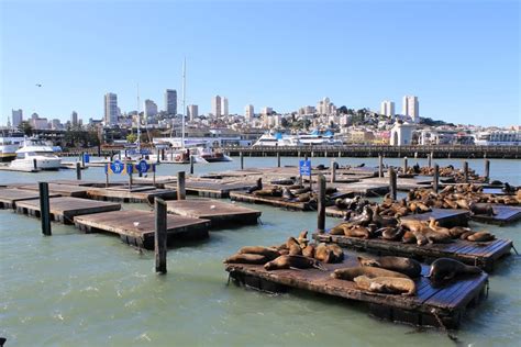 Who Was The Body Found At Pier 39?