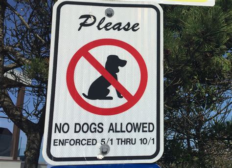 Why are dogs not allowed on beaches?