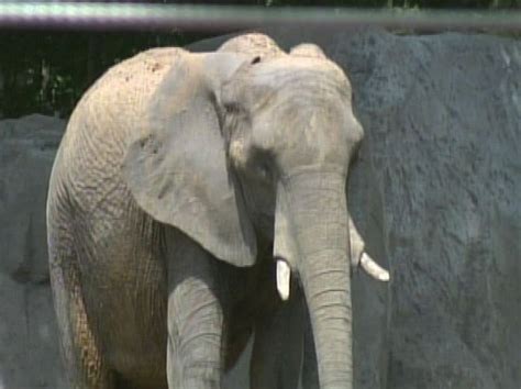 Why are there no elephants at Brookfield Zoo?