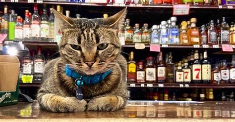 Why are there so many cats in bodegas?