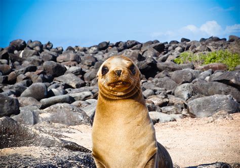 Why Can't You Touch Sea Lions?