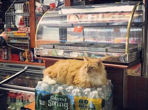 Why do cats hang out in bodegas?