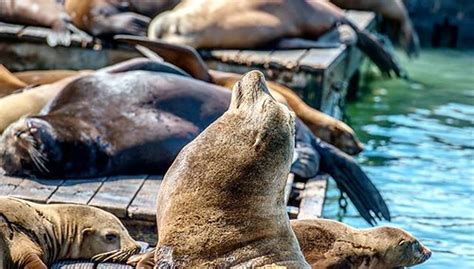 Why Do Seals Tilt Their Head Back?