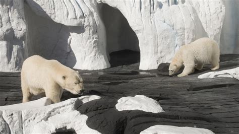 Why Does Seaworld Not Have Polar Bears?