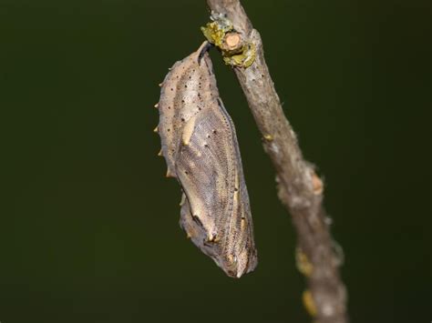 Why Is My Painted Lady Chrysalis Shaking?