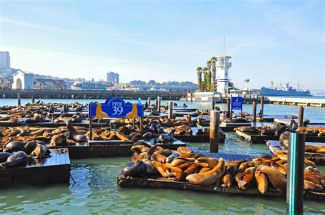 Why Is Pier 39 So Popular?