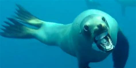 Will Sea Lions Bite Humans?