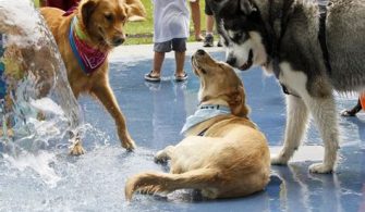 Are Dog Parks Stressful?