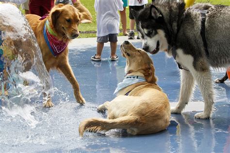 Are dog parks stressful?