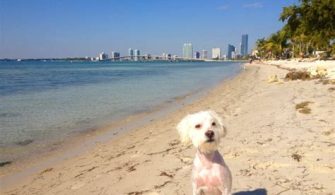 Are Dogs Allowed At The Beach At Key Biscayne?