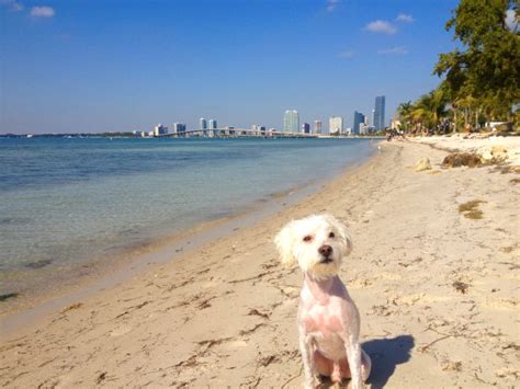 Are Dogs Allowed At The Beach At Key Biscayne?