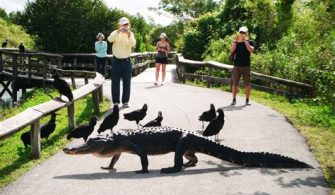 Are Dogs Allowed In Florida National Parks?