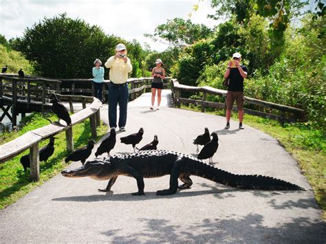 Are dogs allowed in Florida national parks?