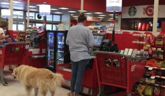 Are Dogs Allowed In Stores In Florida?