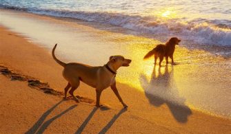 Are Dogs Allowed On The Beach In Sunny Isles?