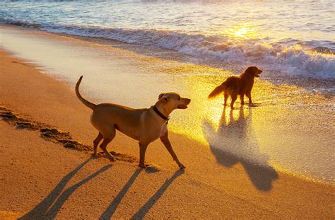 Are dogs allowed on the beach in Sunny Isles?