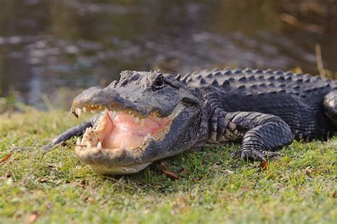 Are gators in the Everglades aggressive?