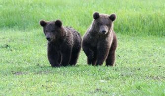 Are Grizzlies In Florida?