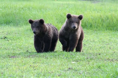 Are grizzlies in Florida?