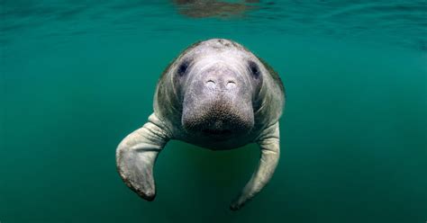 Are manatees ever aggressive?