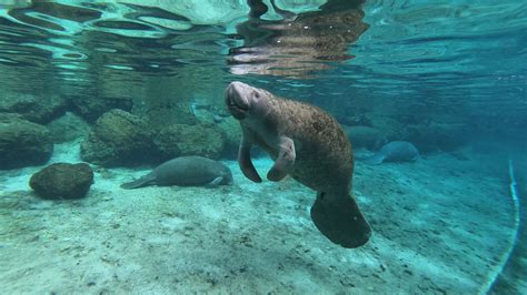 Are manatees in Crystal River now?